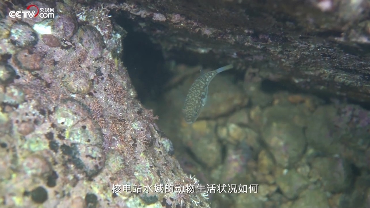大亞灣核電站水域的動物會受到輻射影響嗎？環(huán)境工程師告訴你答案